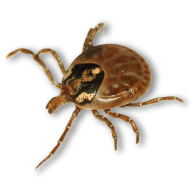Tick insect PNG-51910